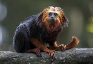 Популацията на застрашен вид маймуни в Бразилия се възстановява с бързи темпове