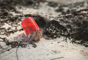 Раците отшелници "обличат" пластмасови боклуци 