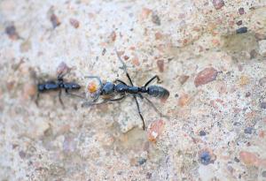 Вид мравки произвежда животоспасяващи антибиотици за лечение на инфектирани рани