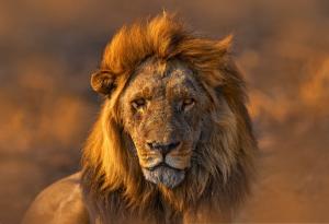 Инвазивен вид мравки е принудил лъвове да променят хранителния си режим