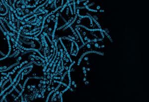 Микролабиринти блокират бактериите: Британски учени с нов пробив в борбата с инфекции