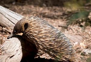 Откриха Дългоклюнато ехидна на Атънбъро – бозайник, смятан за изчезнал - в отдалечена планина в Индонезия