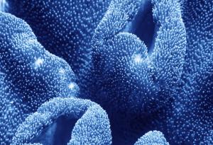 Първите светещи в тъмното животни може би са били древни корали, обитаващи дълбините на океана