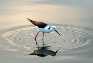 Променящият се климат пропъжда прелетните птици от пресъхващите влажни зони на Тунис