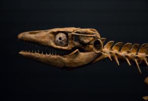 Зъб от морско влечуго показва, че мозазаврите са можели да живеят и в сладки води