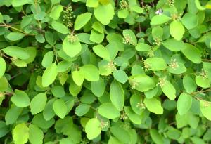 Учени откриха растителен „бактериален“ ген, който може да промени производството на лекарства