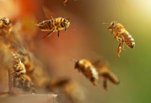 Учени изследват способността на пчелите да откриват вредни вещества в околната среда 