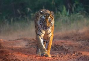 Виц: Какво трябва да се направи, ако тигър нападне тъща ви?