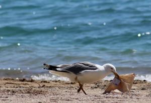 Микропластмасата попада в белите дробове на птиците,