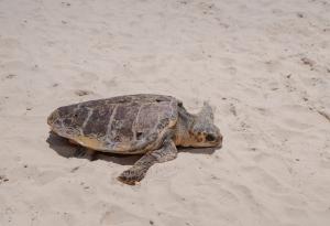 Учени разгадаха как костенурките разчитат магнитната си карта