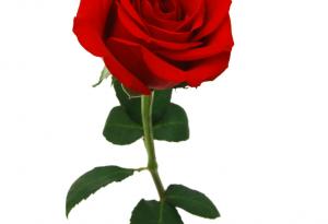 Китайска мъдрост за красотата в детайлите