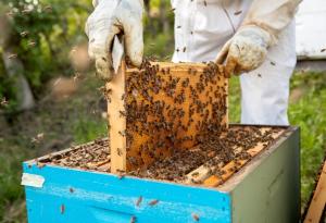 Учени използват ултразвук, за да отблъскват вредители от пчелните кошери