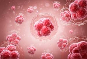 Откриха ключов протеин за натрупването на мазнини в клетките