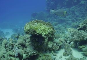 Светът преживява нов тежък епизод на избелване на коралите