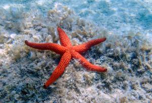 Създадоха нов вид материал, който се възстановявав самичък под вода