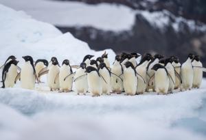 Размножителният период на пингвините се е изместил рекордно бързо заради глобалното затопляне