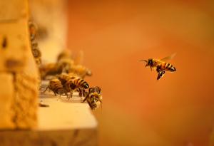 Откриха нов вид пчела с „дяволски“ рога в Западна Австралия