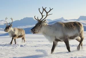 Северните елени във Финландия стават жертва на горещините 