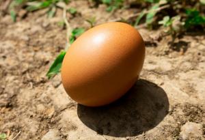 Откриха течност в яйце от римско време