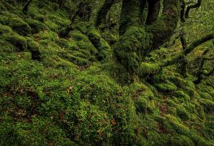 Учени откриват потенциално опасни замърсители с помощта на мъх 