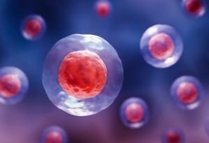 Учени откриха как да обърнат стареенето на кръвните стволови клетки