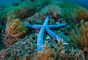 Откриха причината за смъртта на повече от 5 милиарда морски звезди в Тихия океан