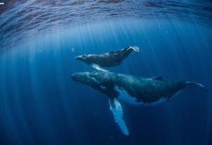 Защо урината на китовете е толкова важна за живота в морето