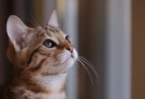 Що за котка сте според зодиакалния си знак