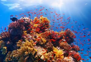 Нов подводен микроскоп разкрива тайните на живота на коралите