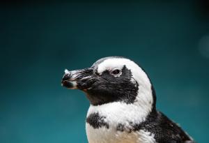 Призив за спасяване на африканските пингвини: Видът е застрашен от изчезване