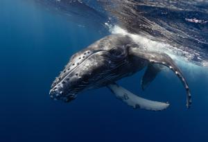 Гърбатите китове имат изненадващо слабо зрение