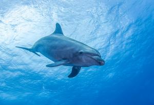 Експлоатацията на малки китоподобни нараства