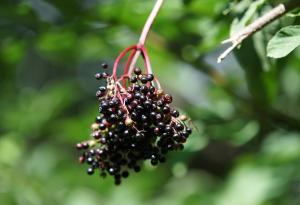 Сокът от черен бъз помага за контрол на телесното тегло