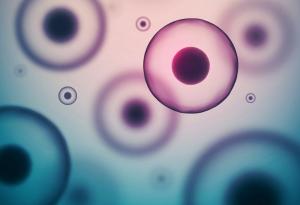 Кой ще бъде пионерът на човешките "ембриоиди"? 