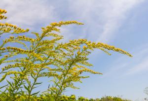 Това цвете може да се определи като интелигентно