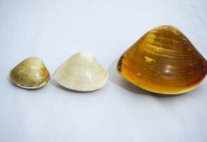 Изберете една от тези три миди, за да научите нещо за характера си