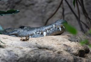 Древни крокодили са дебнели плячката си от клони като леопарди