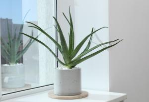 Едно от най-издръжливите растения – алое вера