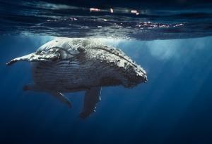 Учени твърдят, че са открили как китовете пеят и огласят океана 