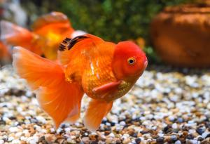 Виц: DJ хванал златната рибка