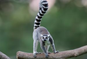 Клетки на лемур могат да помогнат за лечение на мускулни заболявания при хората