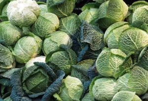 Откриха ген, свързан със заболяване при кръстоцветните растения 