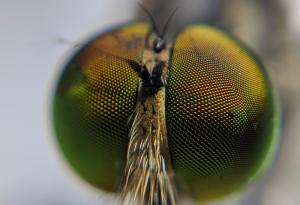 Разработиха високоскоростна камера, вдъхновена от очите на насекомите