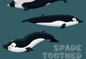 Учени в Нова Зеландия се опитват да разгадаят мистерия около най-редкия вид кит в света