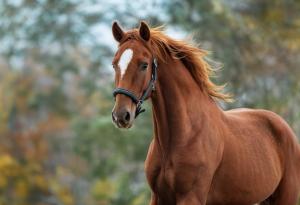 Коне помагат на пациенти с неврологични заболявания да възстановят увереността и двигателните си умения