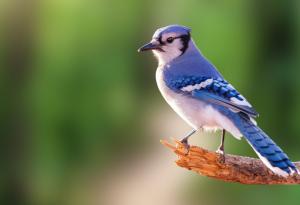 Смяната на пола при птиците е по-често срещана, отколкото се смяташе