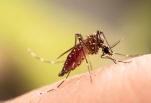 Комари бяха открити за първи път в Исландия – възможен знак за промени в екосистемата