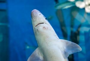 Бебетата на големите бели акули предпочитат плитки води