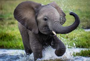 Броят на африканските слонове е намалял тревожно за половин век