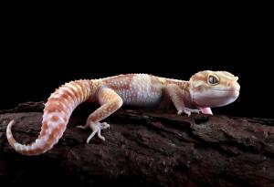 Революционен полимер, вдъхновен от геконите, предлага нехлъзгащи се обувки